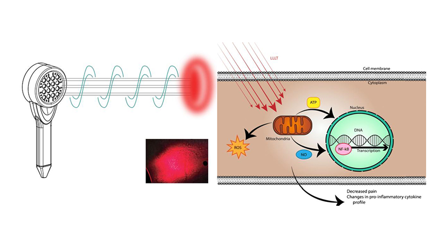 Electromagnet Therapy Desktop Model